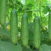 Dưa leo organic