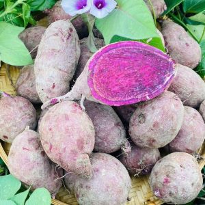 Khoai lang tím organic
